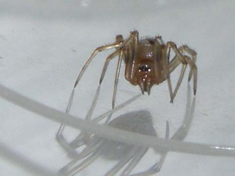 Steatoda triangulosa
