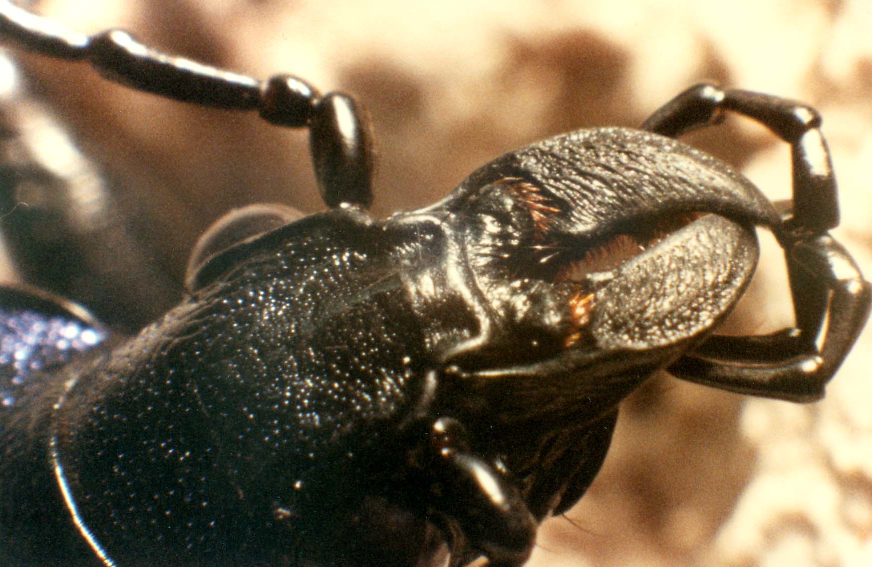 Carabide - Calosoma sycophanta