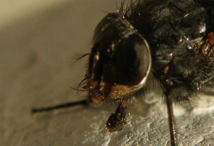 Sirfide da identificare