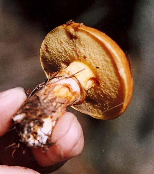Altri Suillus ?