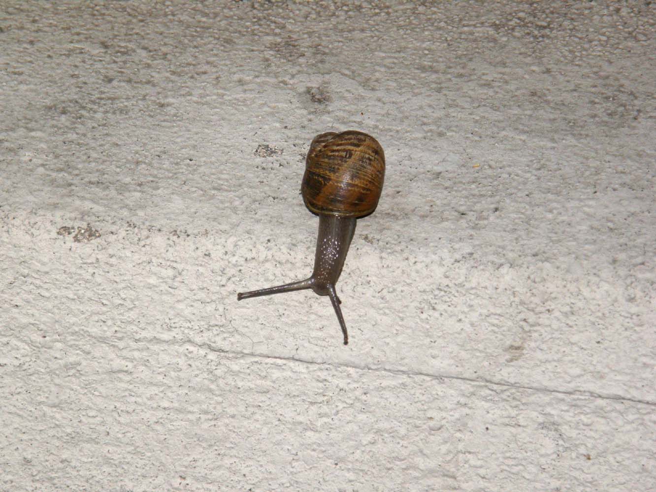 Helicidae da identificare