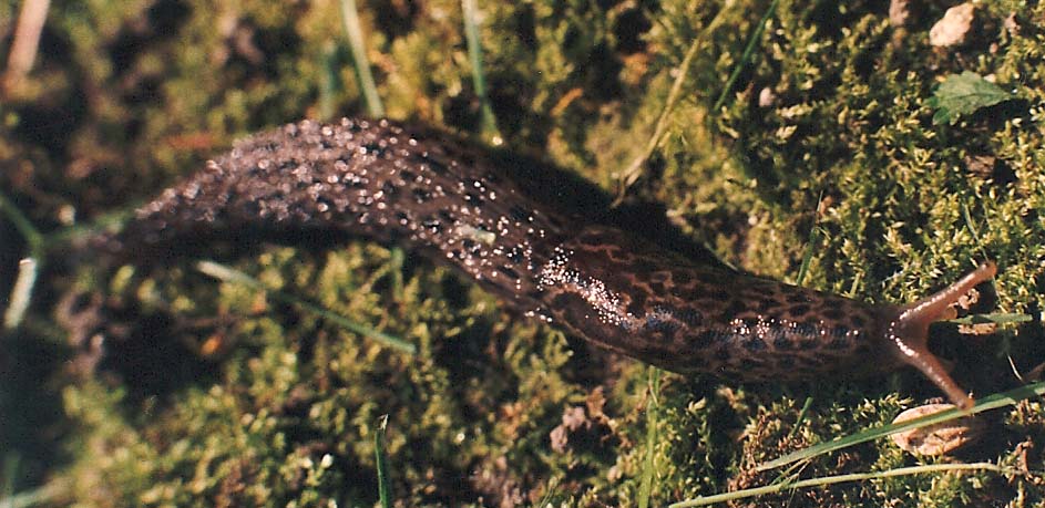 Limax da identificare (PC - MI)