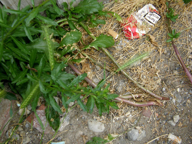 Lepidium virginicum / Lepidio della Virginia