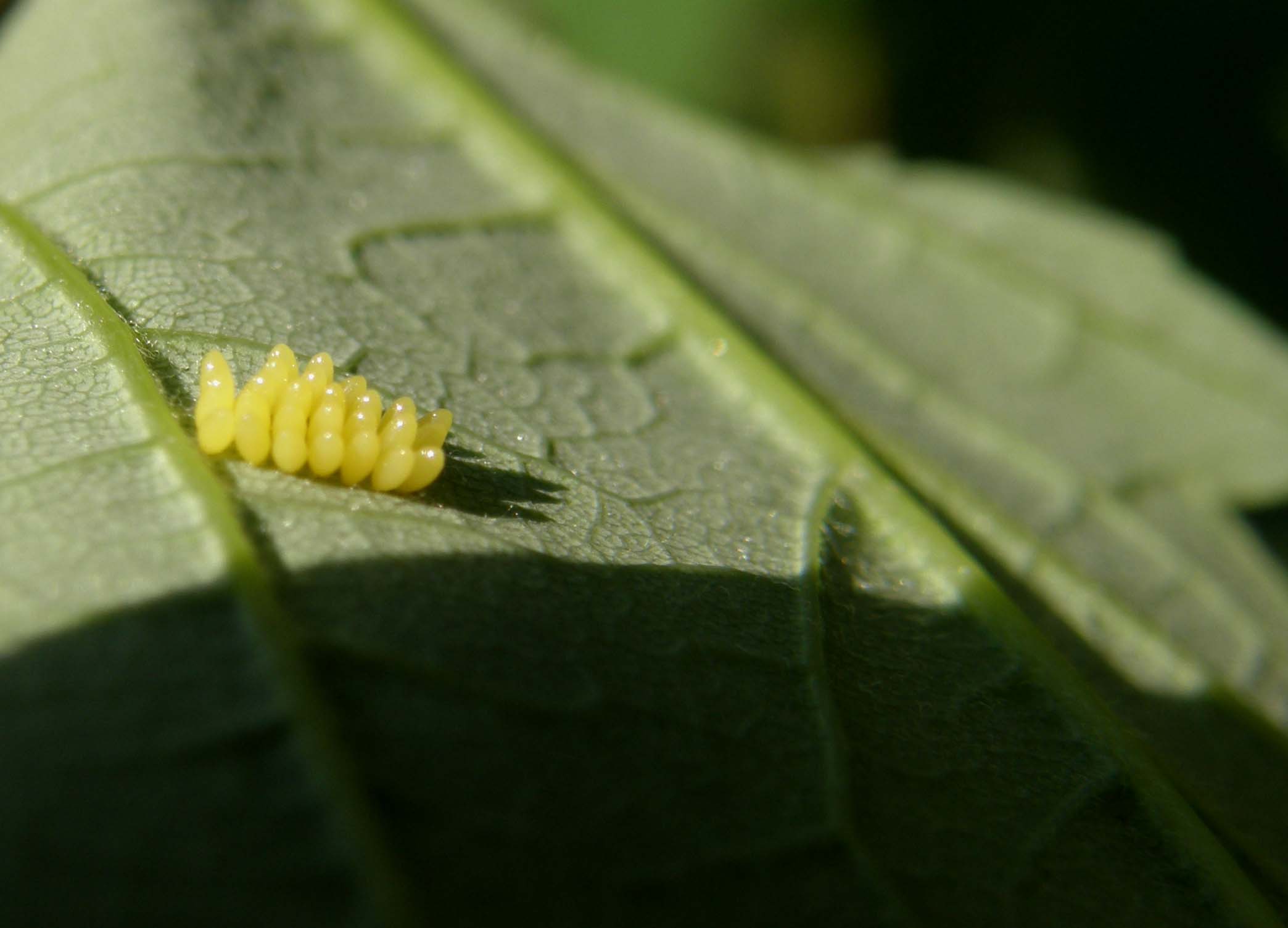 Ancora una coccinella: Harmonia axyridis