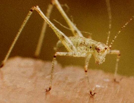 Ortottero varesino: neanide di Phaneroptera sp.