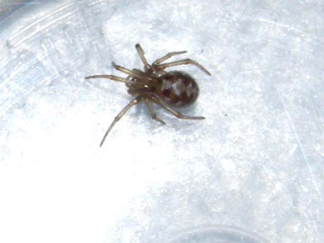 Steatoda triangulosa