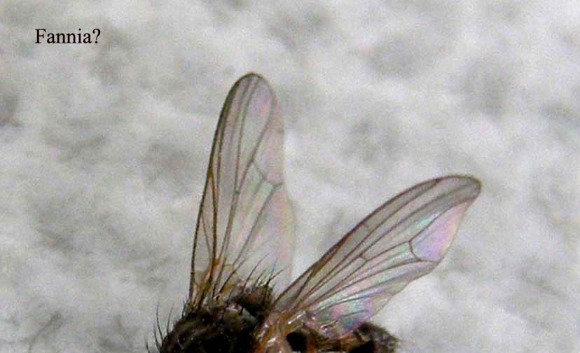 Sirfide da identificare