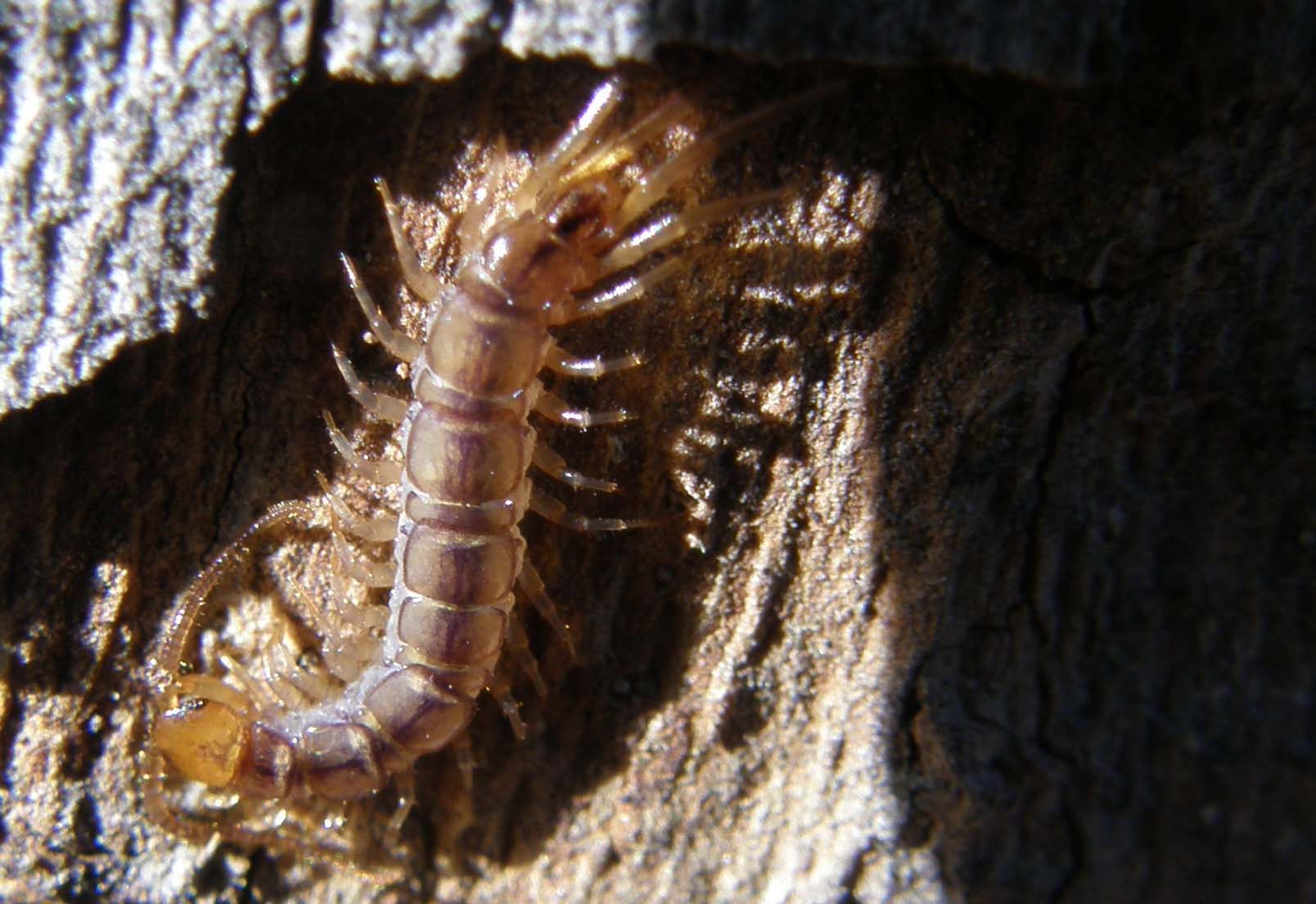 Giovane Lithobiidae
