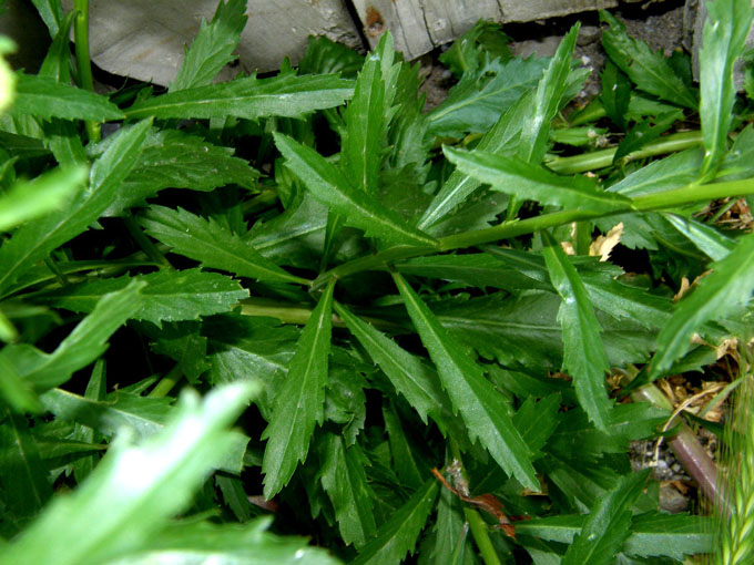 Lepidium virginicum / Lepidio della Virginia