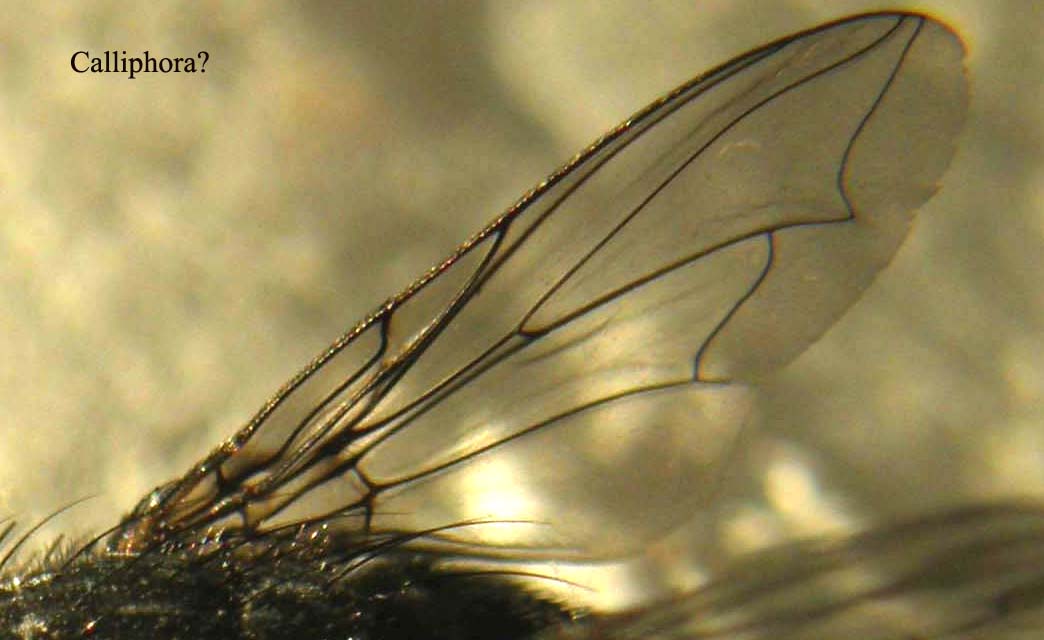Sirfide da identificare
