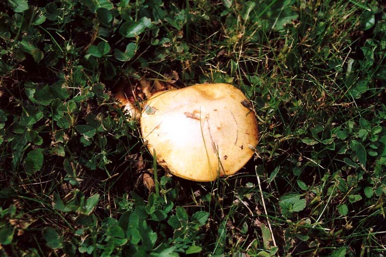 Altri Suillus ?