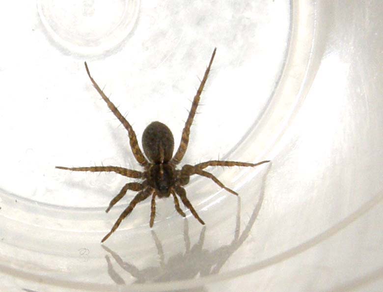 Pardosa sp.