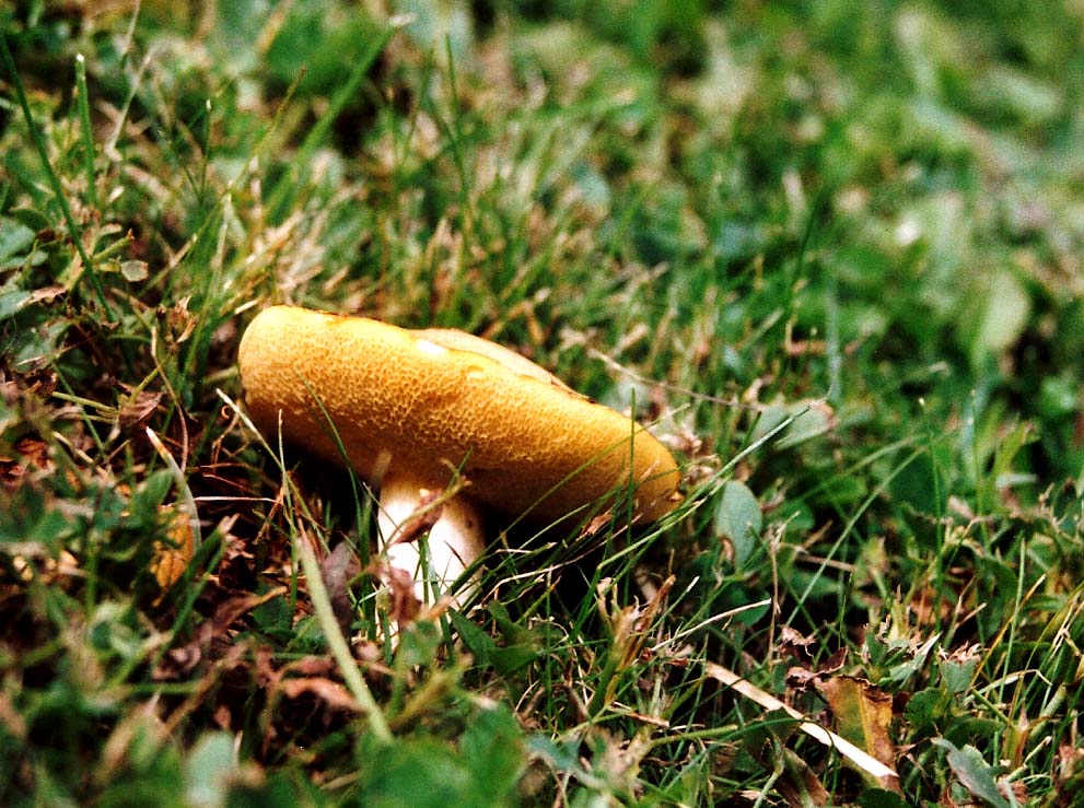 Altri Suillus ?