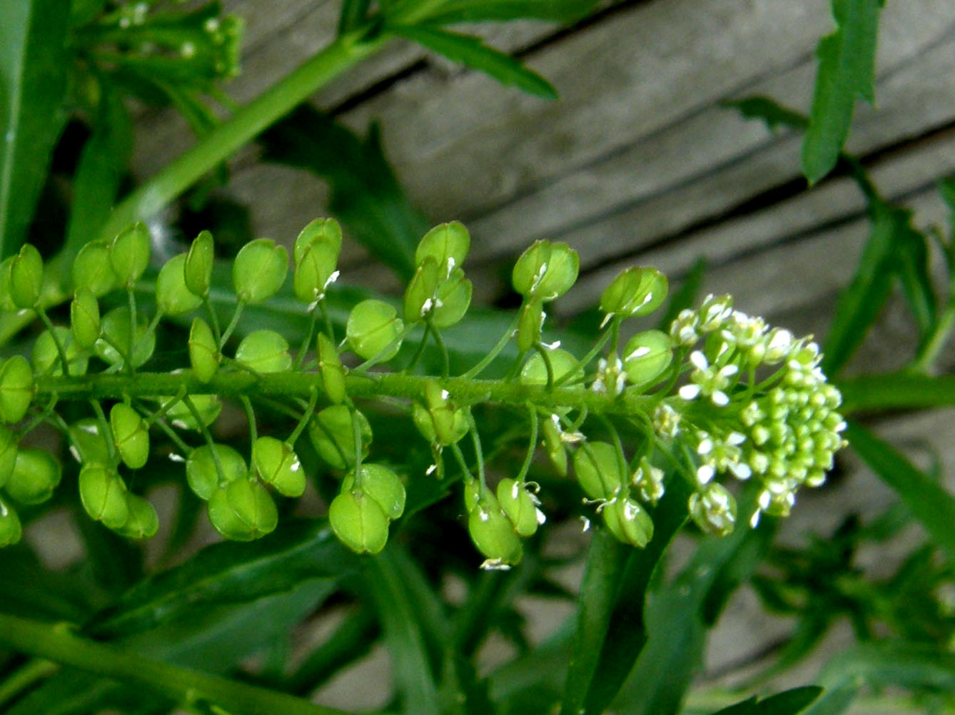Lepidium virginicum / Lepidio della Virginia