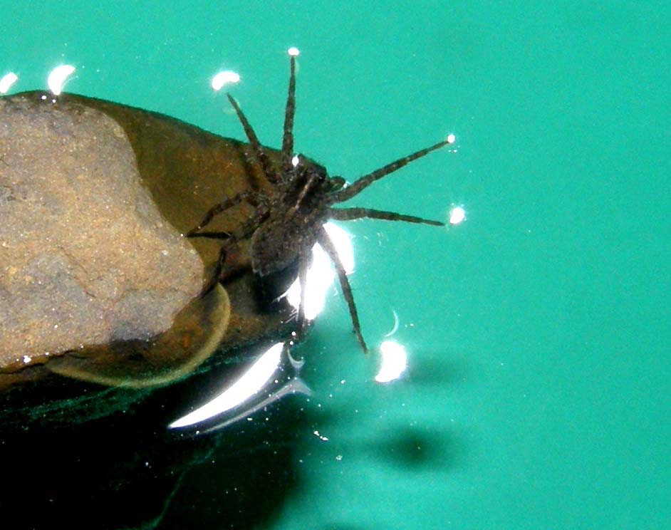 Pardosa sp.