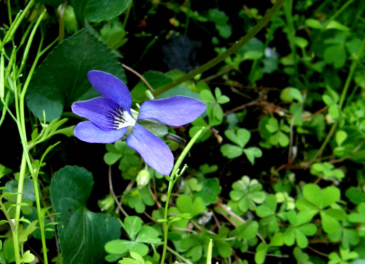 Viola sororia  / Viola sorella