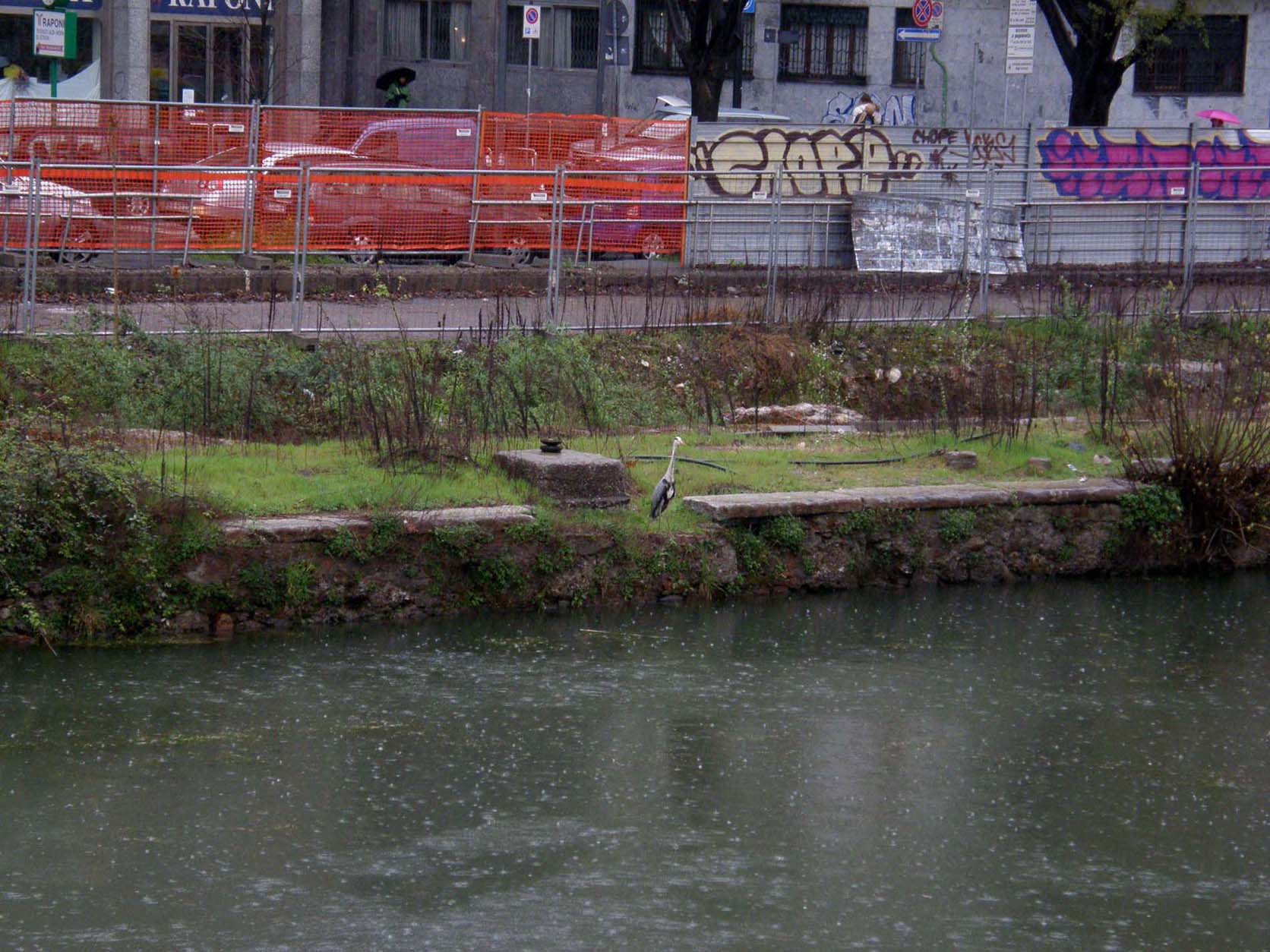 Airone cenerino (Ardea cinerea) ...a pesca nel centro di Milano