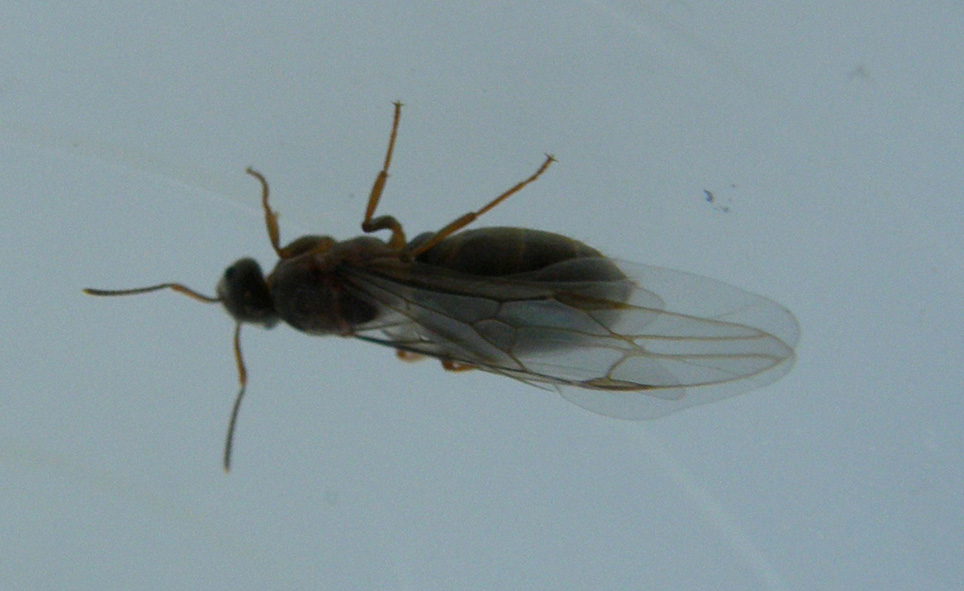 Grossa formica alata: probabile Lasius emarginatus