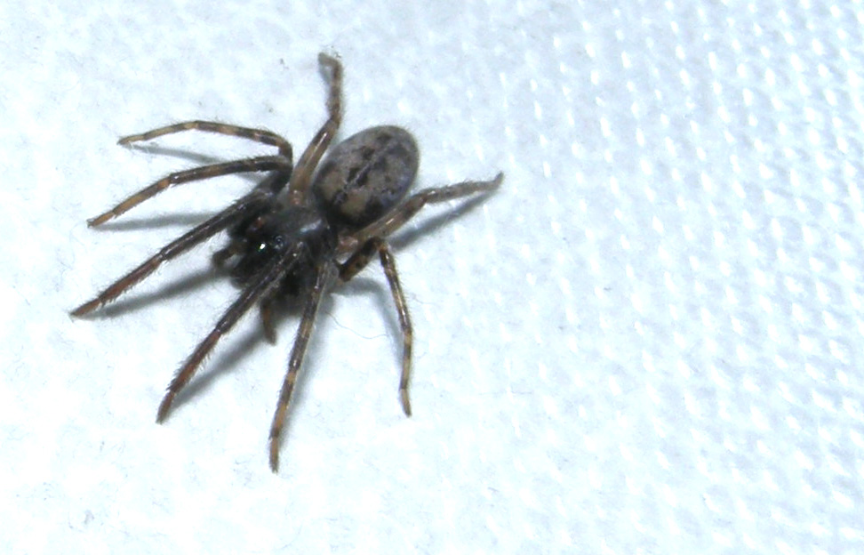 Segestria sp.