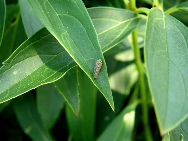 Cicadellidae  Deltocephalinae