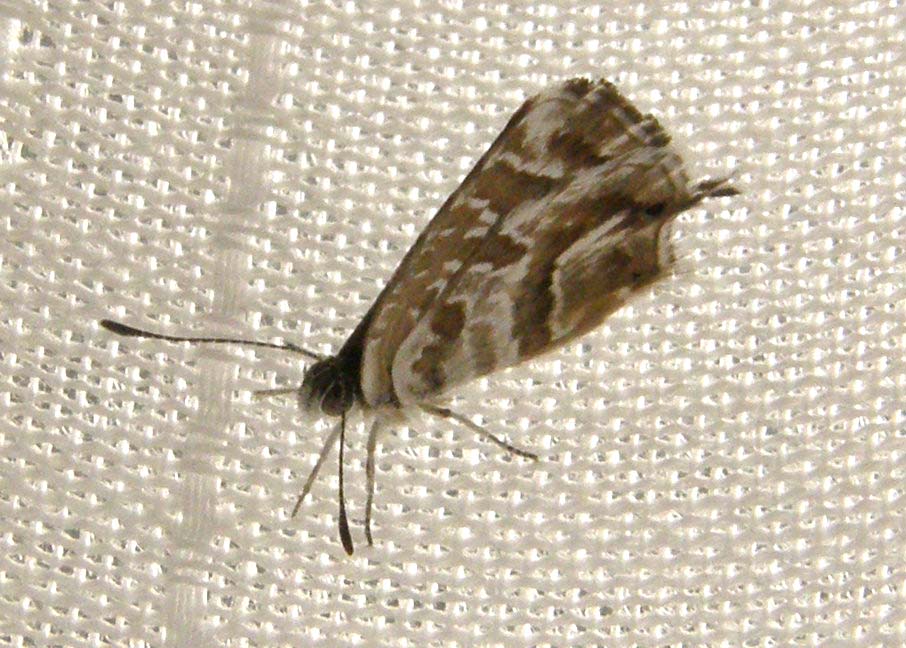Cacyreus marshalli