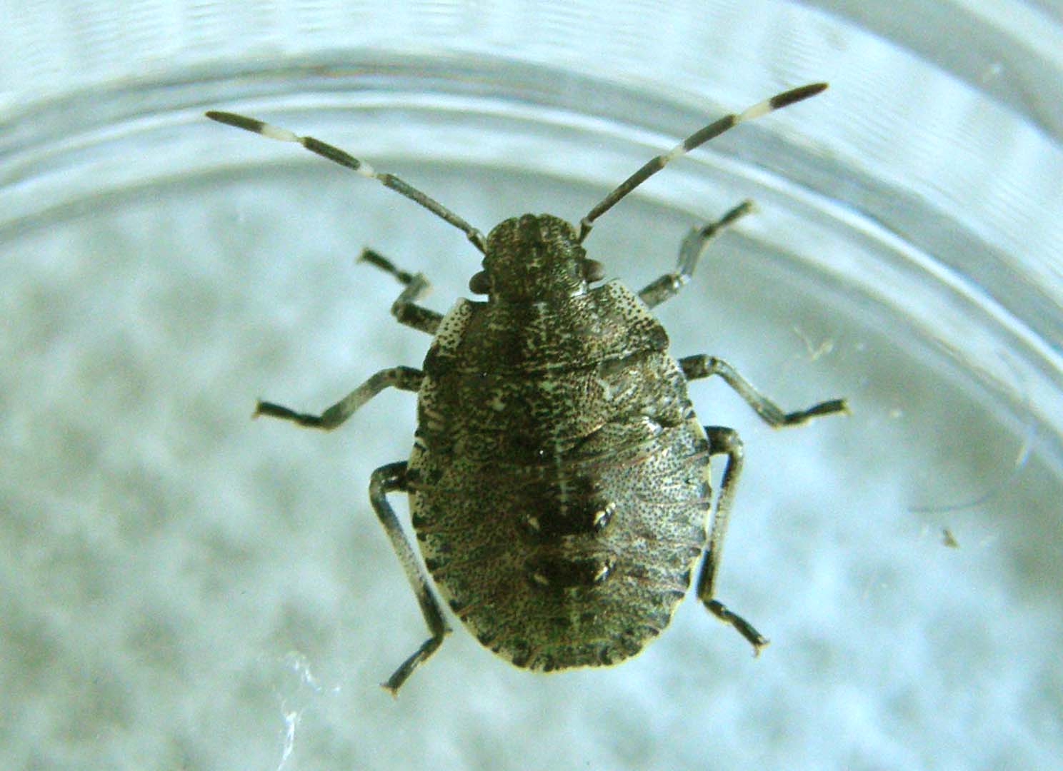Pentatomidae: giovani di Rhaphigaster nebulosa