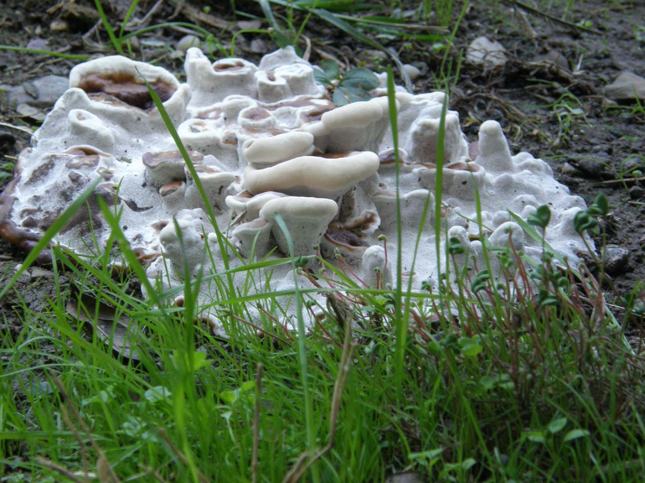 Fungo o alieno? (Ganoderma resinaceum)