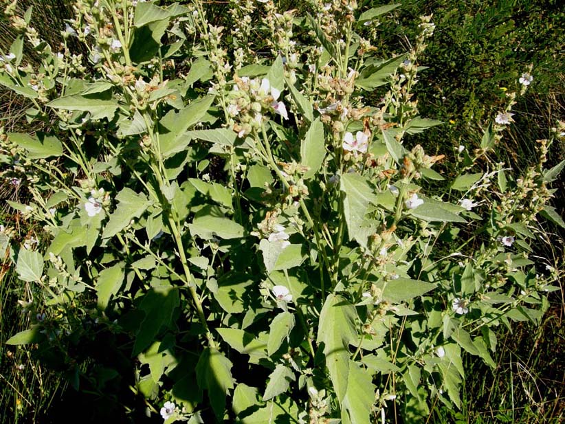 Althea officinalis (Malvaceae)