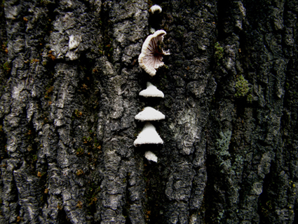 Schyzophyllum commune?