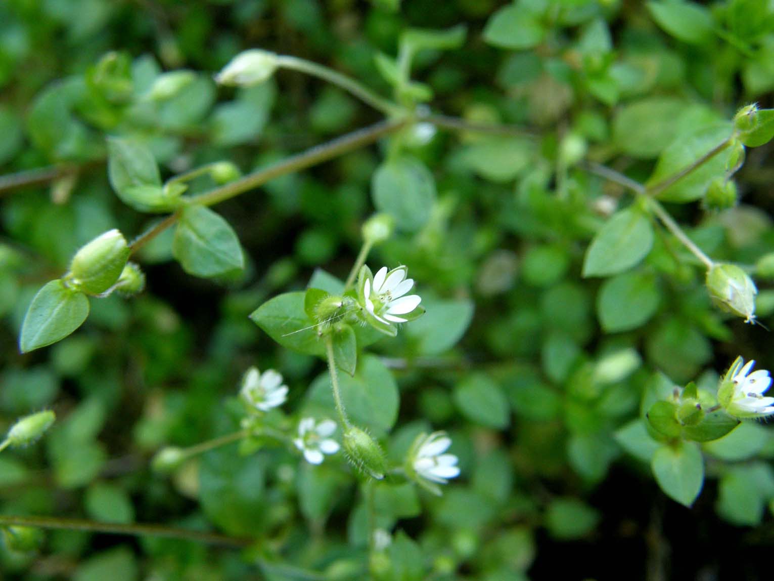 Stellaria media