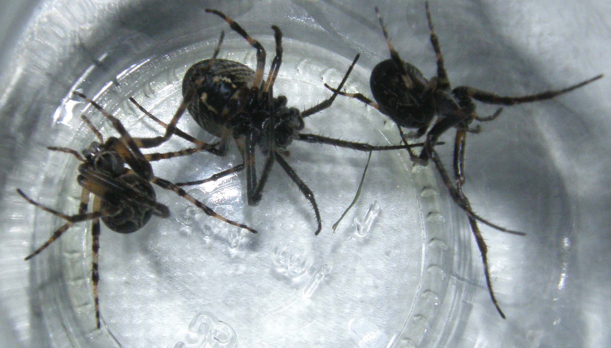 Larinioides sclopetarius
