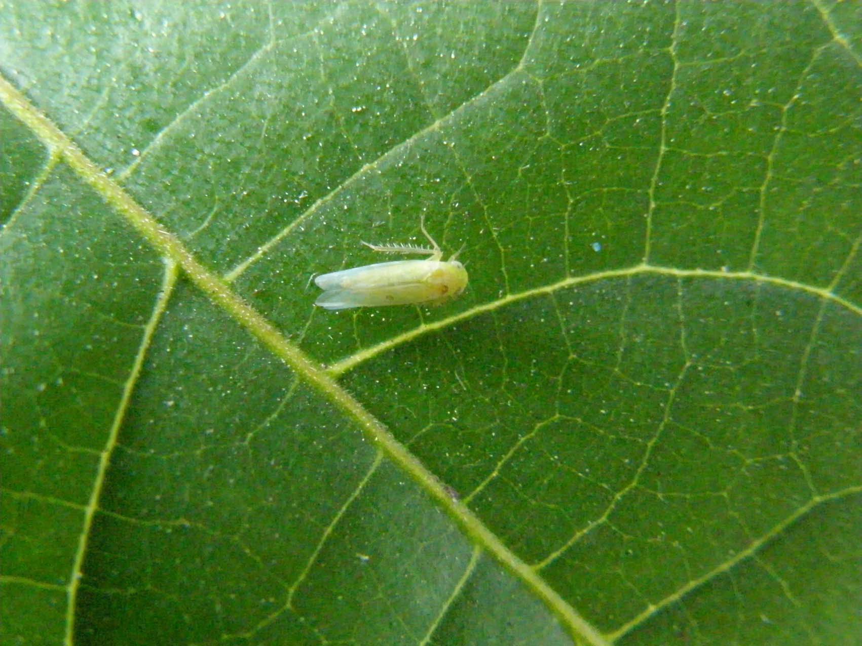 sottofamiglia Typhlocybinae