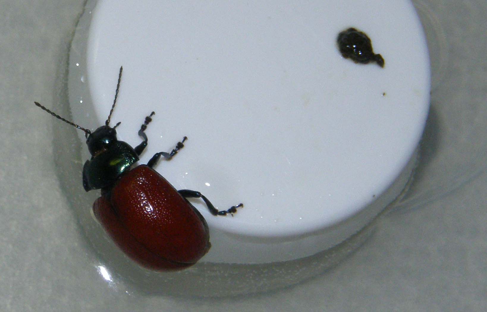 Crisomelide rosso da identificare - Crysolina grossa