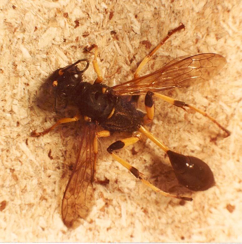 Sceliphron destillatorium (Sphecidae).