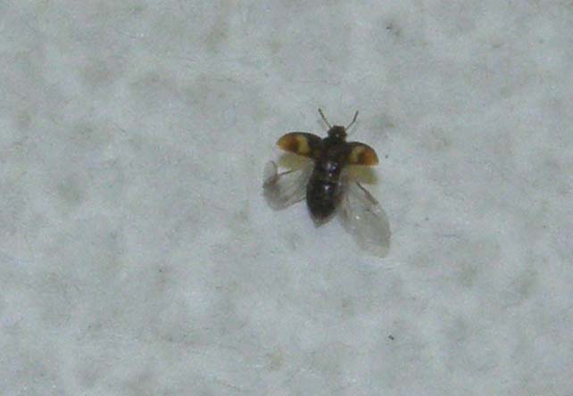 Dermestidae? No. Mycetophagidae: Litargus sp.