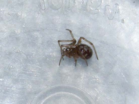 Steatoda triangulosa