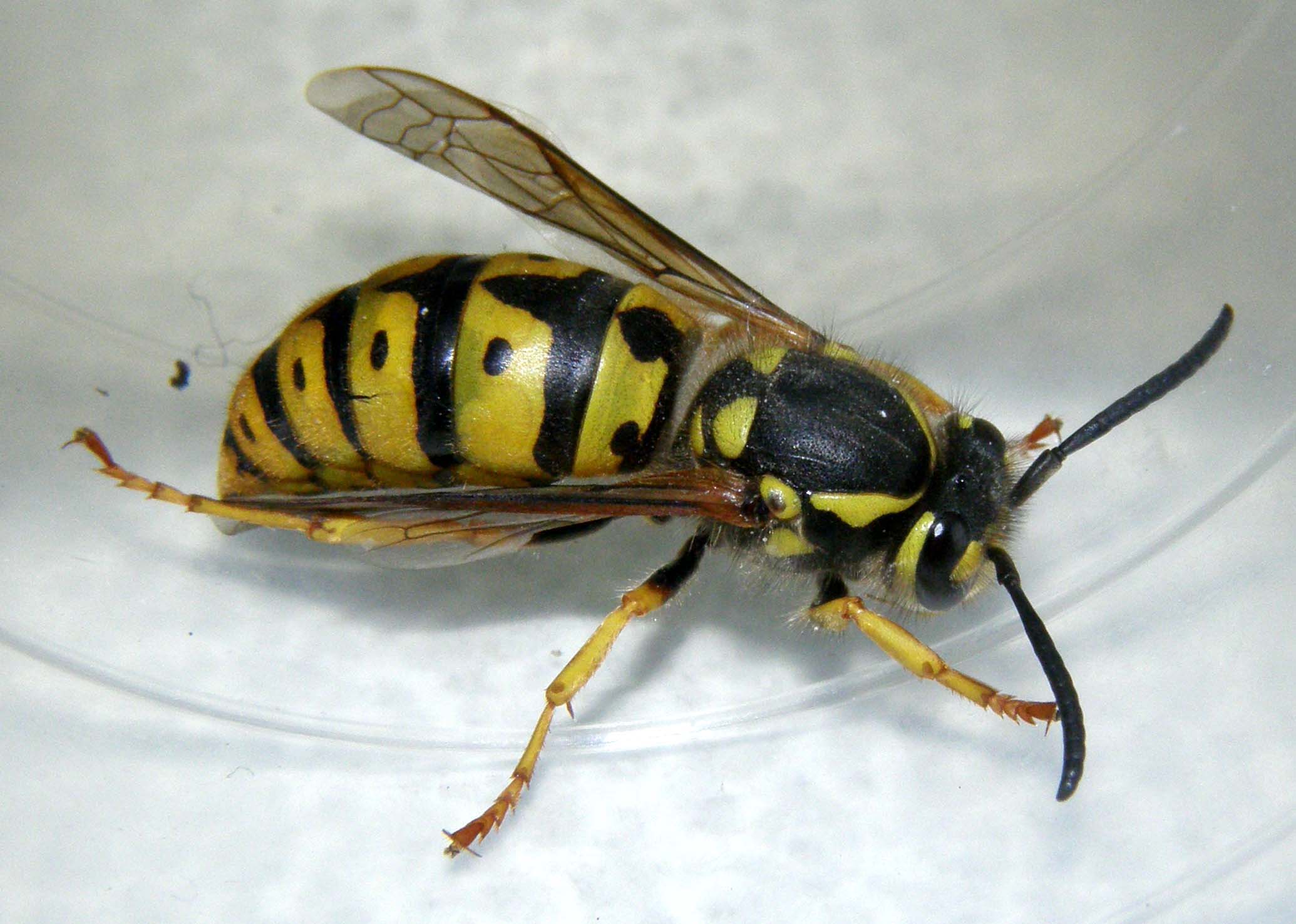 Vespula germanica F (Vespidae)