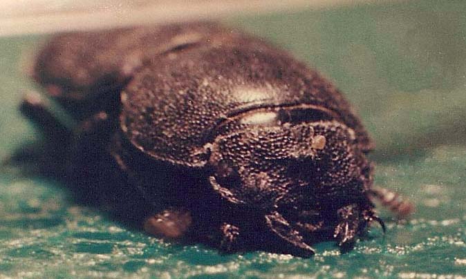 Due coleotteri da identificare