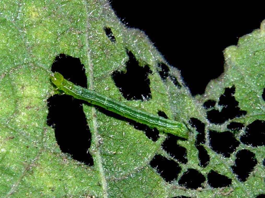 Piccoli bruchi crescono...(Chrysodeixis chalcites)