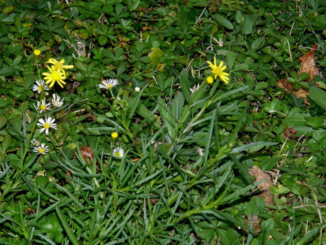 Fiori gialli da identificare - Senecio inaequidens