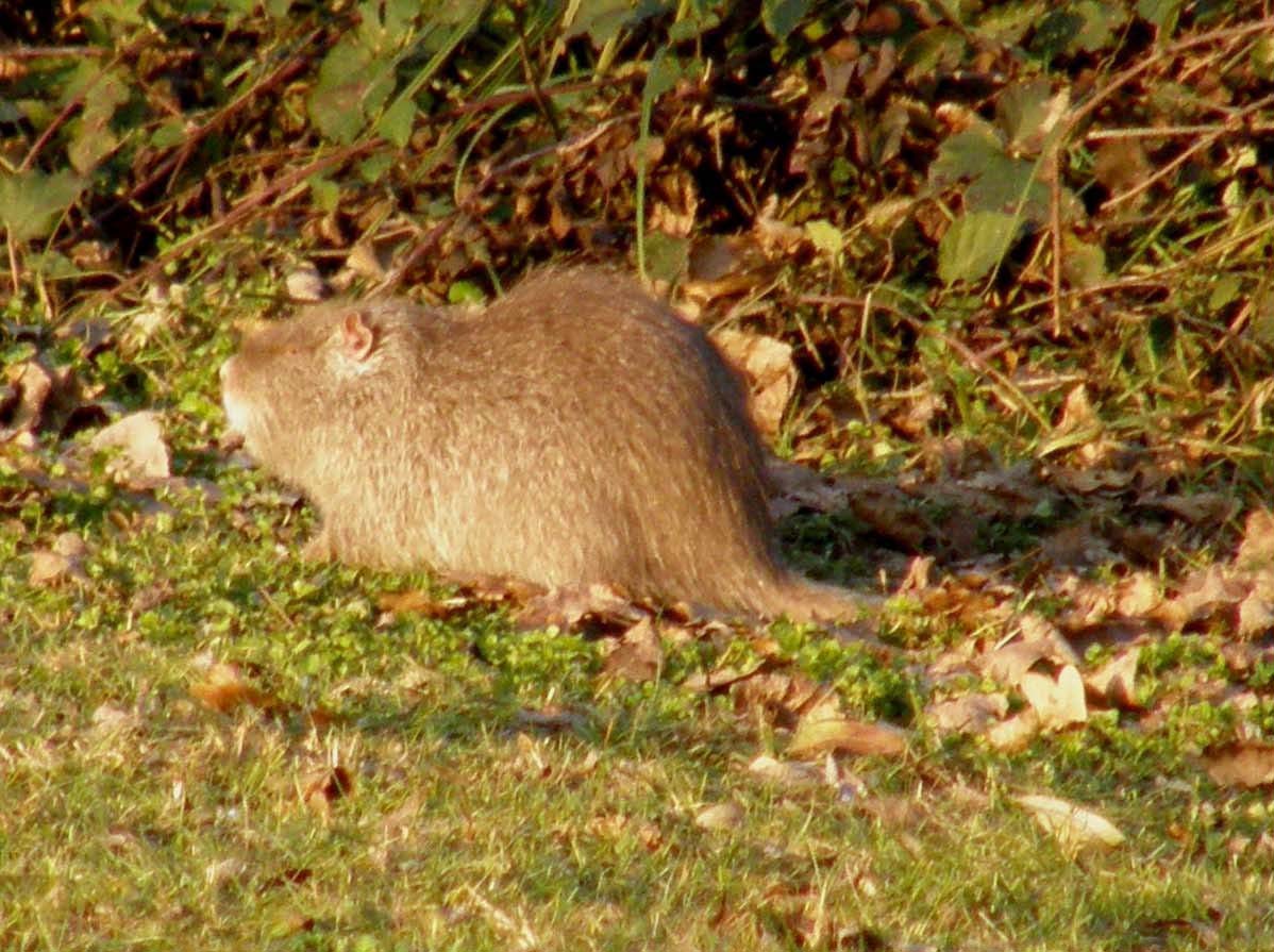 Nutria albina - Basiglio (MI)