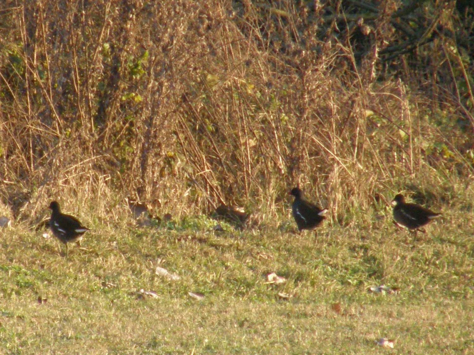 Folla di gallinelle d''acqua
