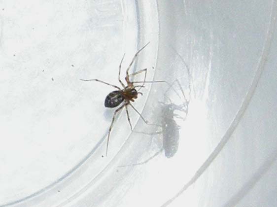 Un altro ragnetto casalingo: Linyphiidae
