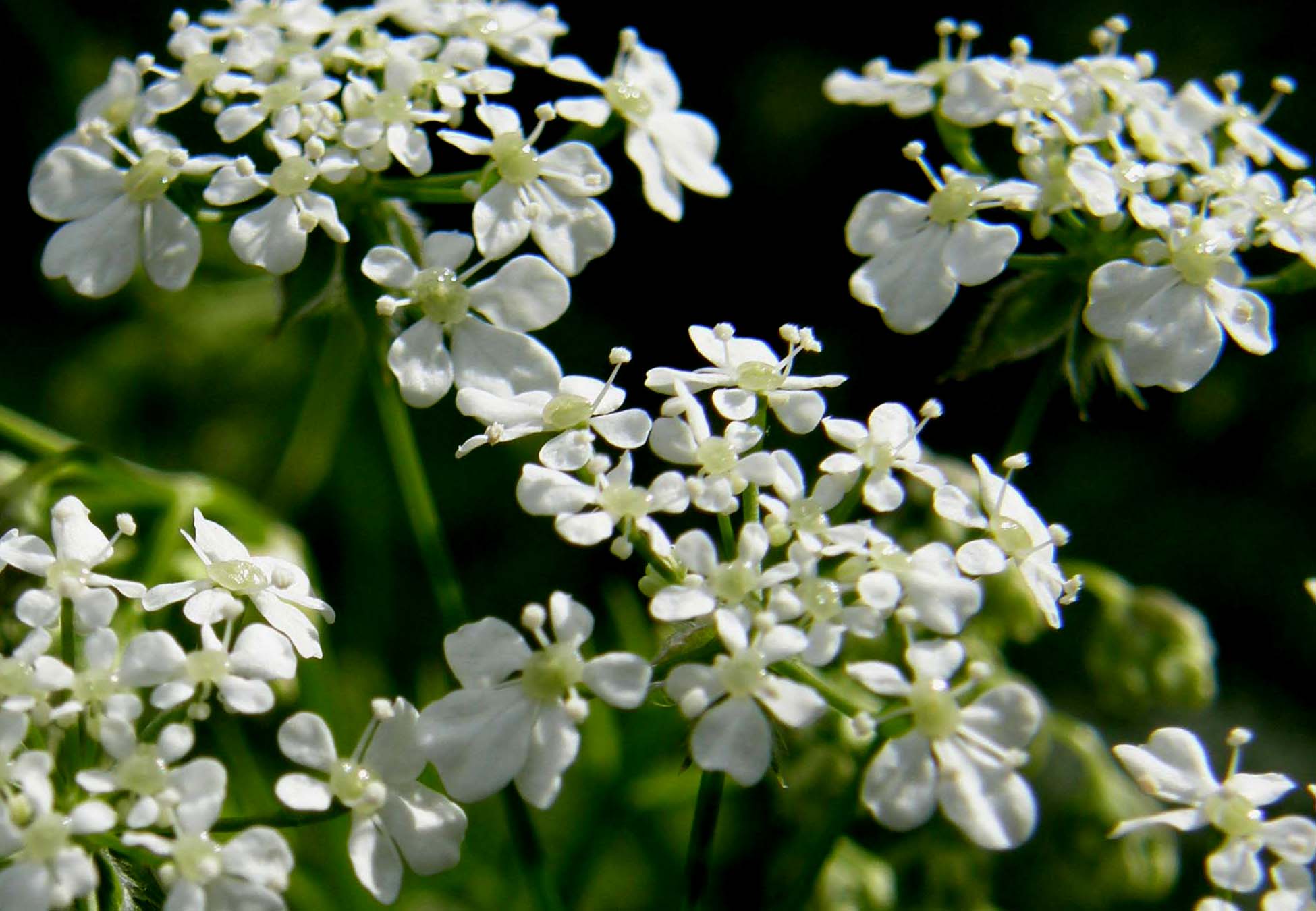 Apiaceae: cfr. Conium maculatum