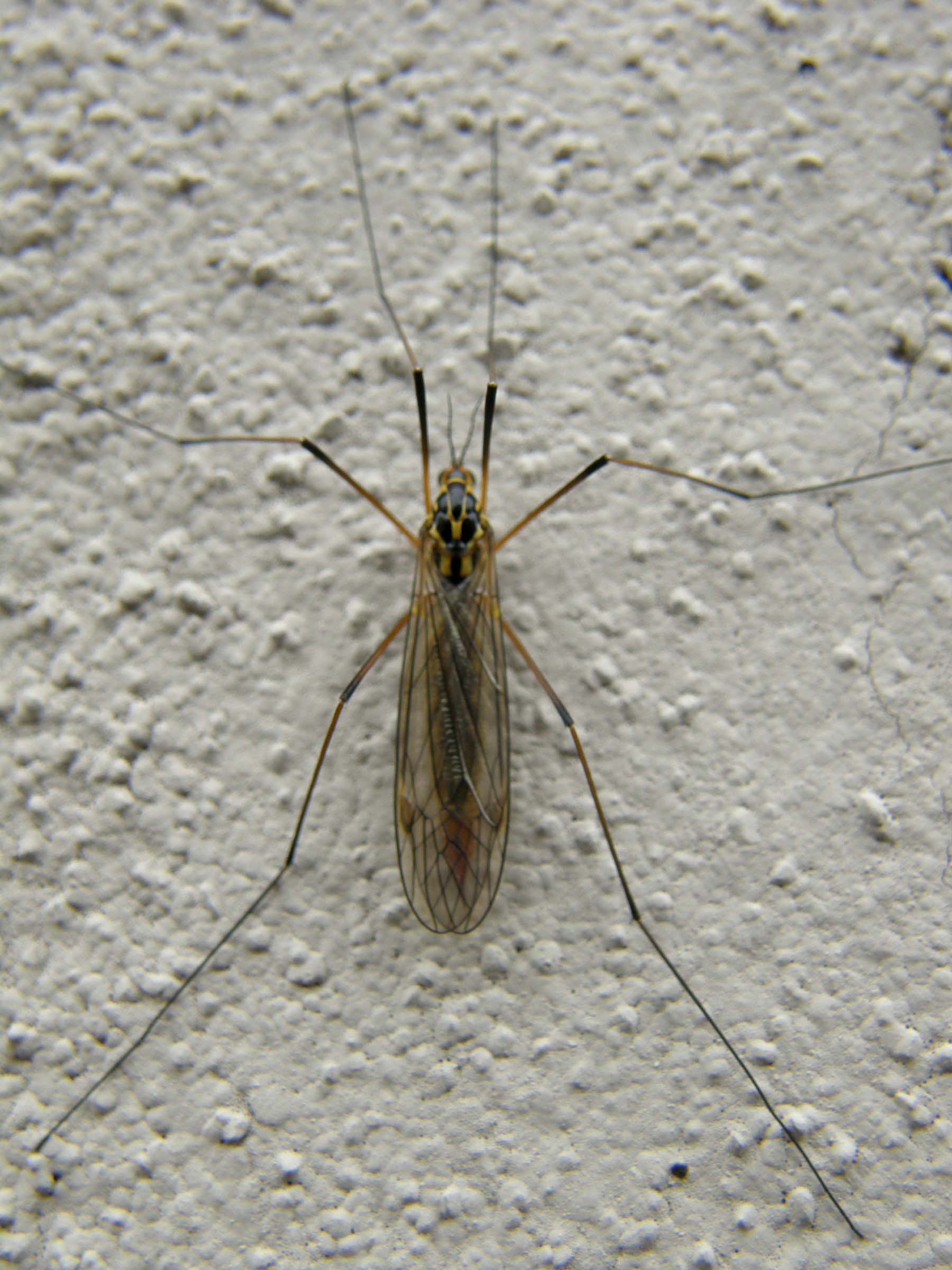 Tipula