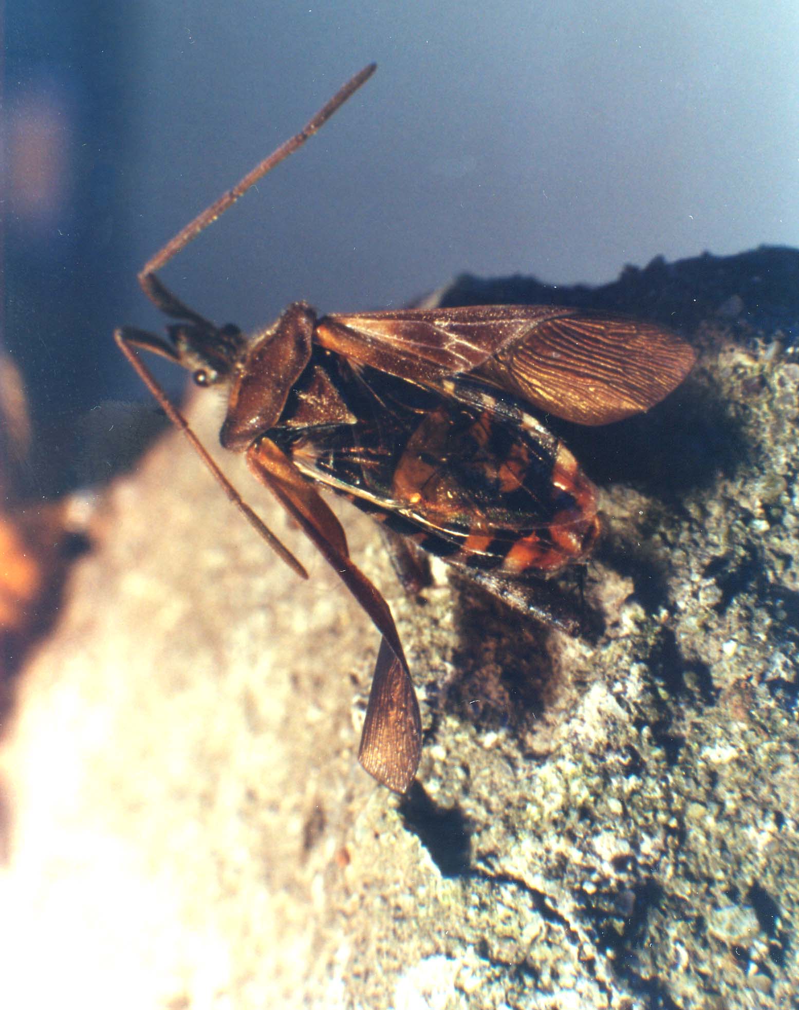 Leptoglossus occidentalis (Coreidae)