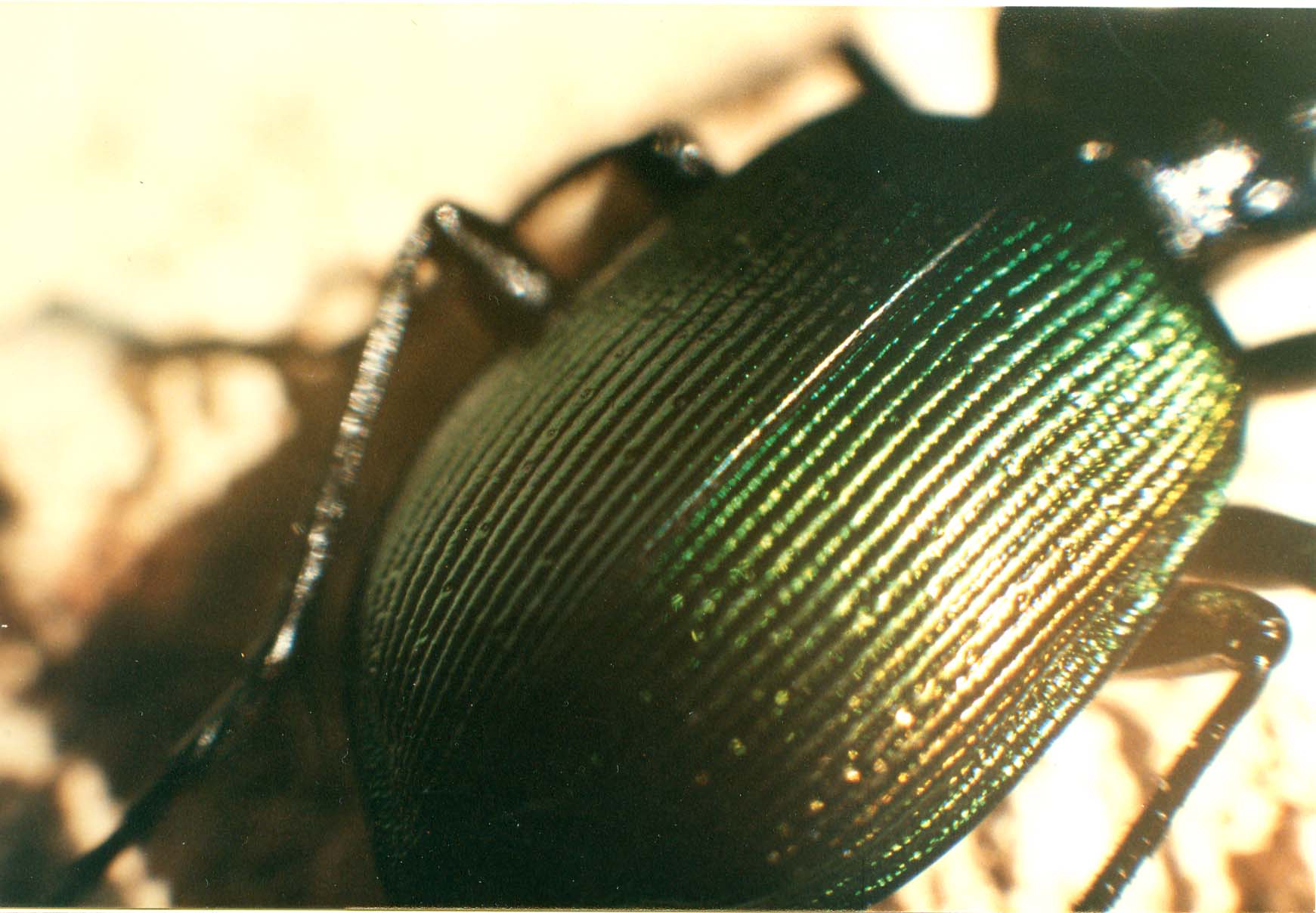 Carabide - Calosoma sycophanta