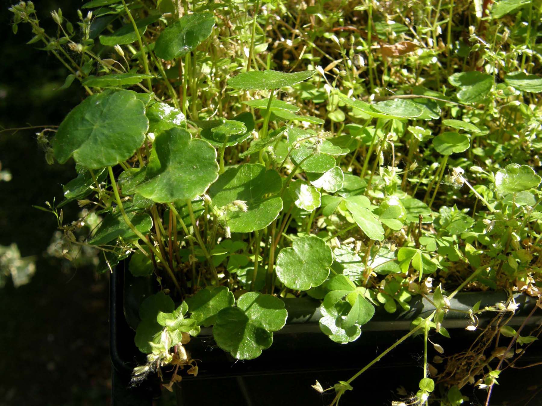 Spontanee sul balcone - Cymbalaria muralis e Umbilicus rupestris