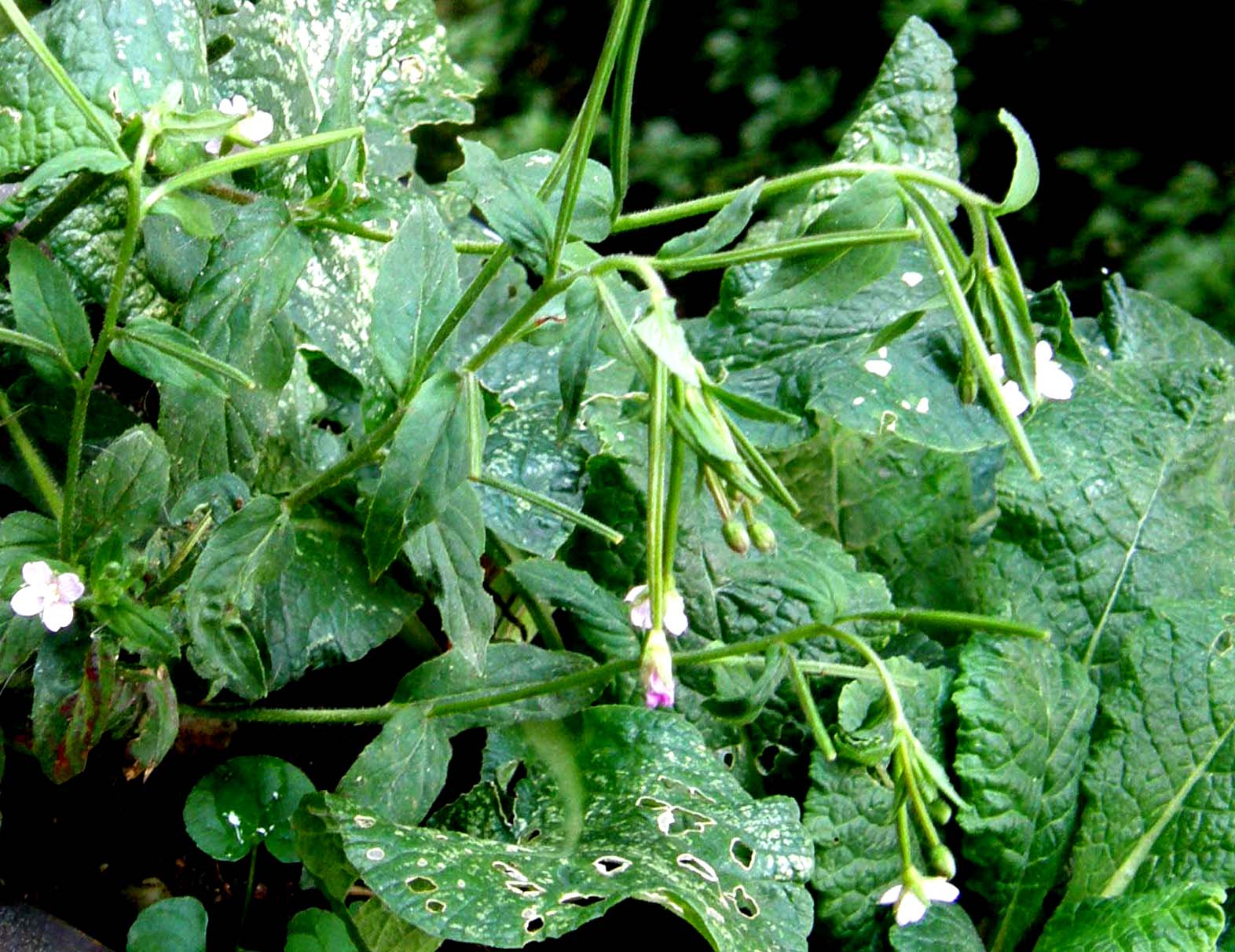 Epilobium sp. (Myrtales - Onagraceae)