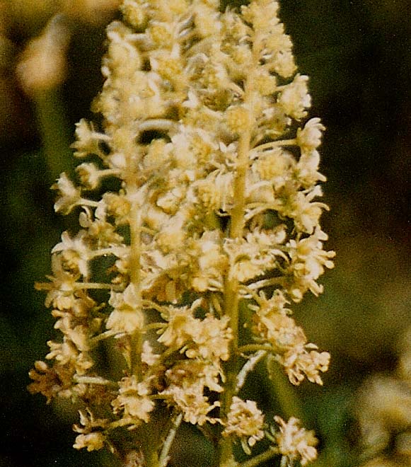 Infiorescenza gialla a spiga - Reseda sp. (Brassicales - Resedaceae)